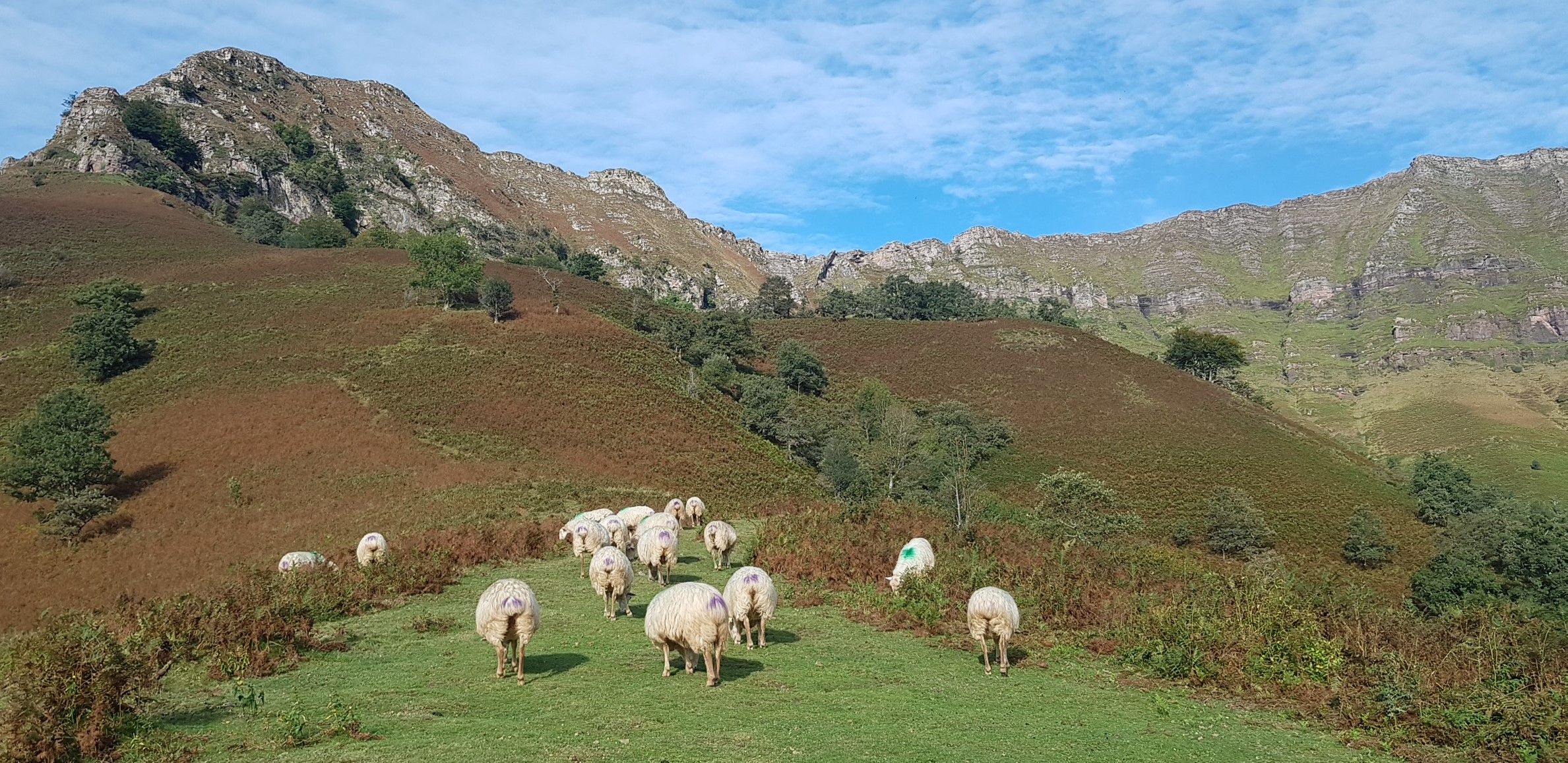 brebis et cretes 2 - Laeti'tes Balades Pays Basque