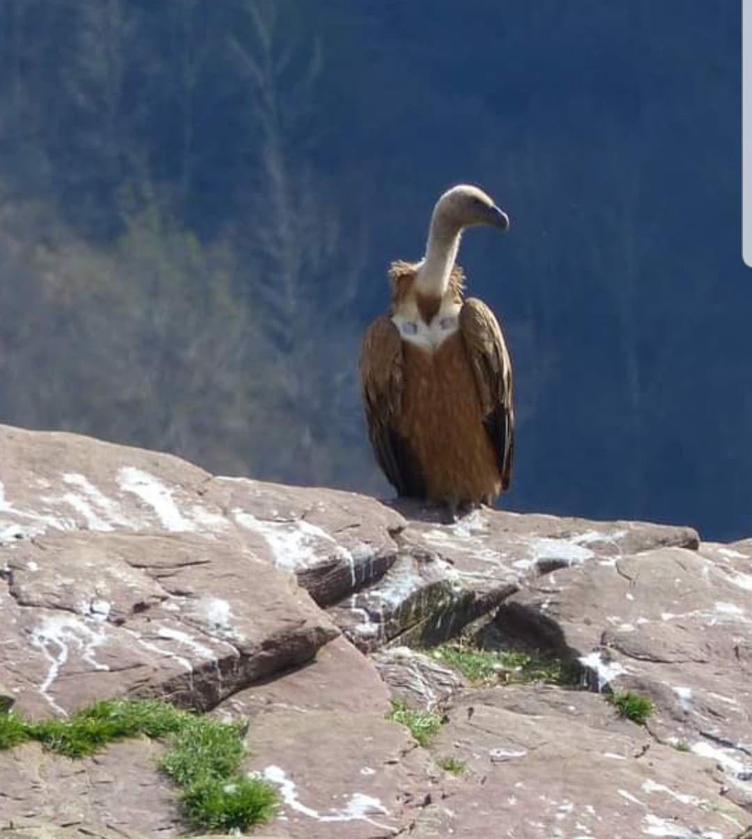 vautours - Laeti'tes Balades Pays Basque