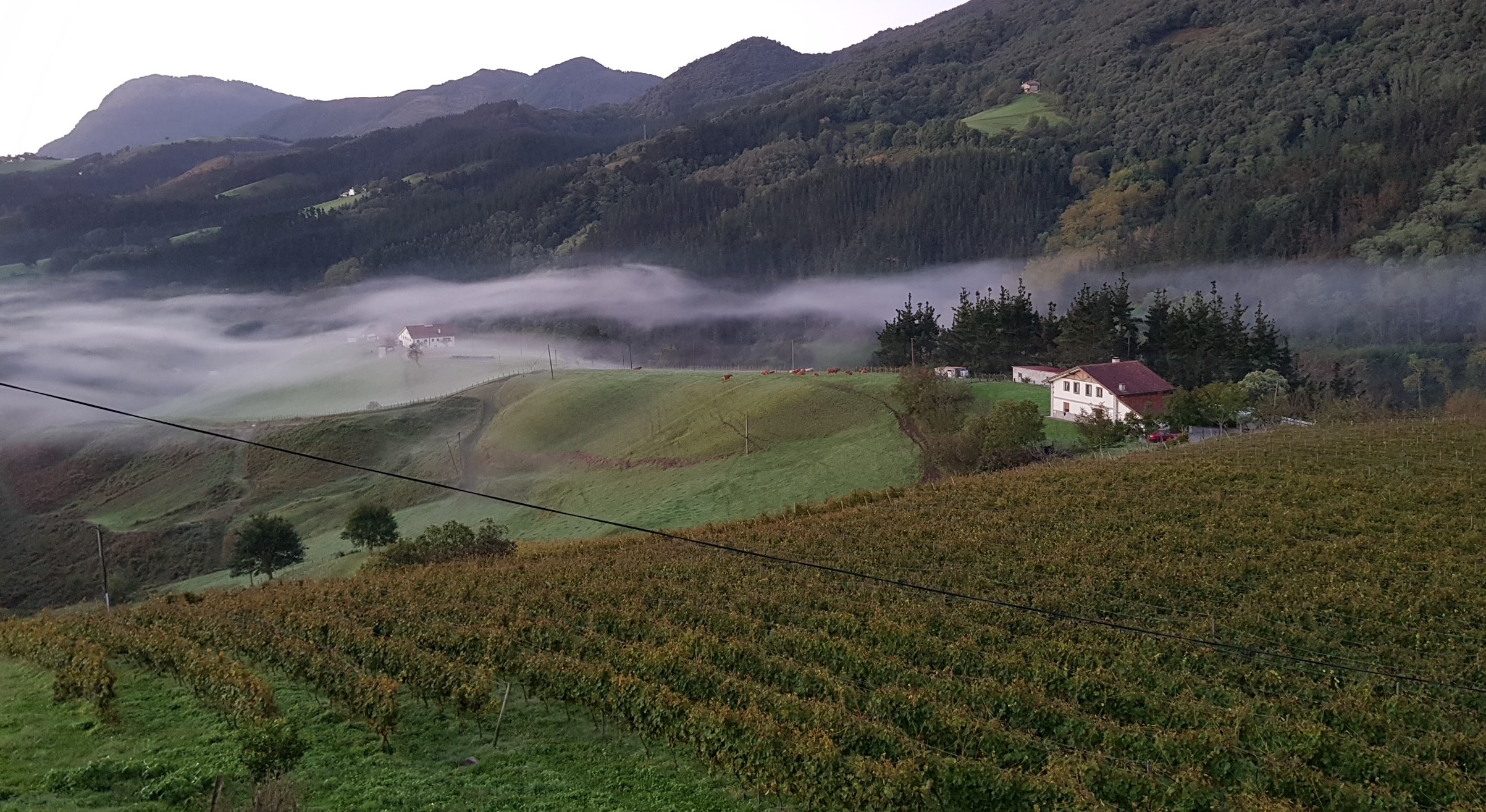 Vignoble de Txakoli