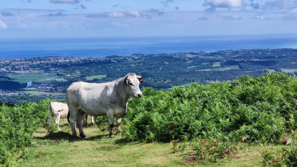 Vaches sur les flancs de la Rhune - Laeti'tes Balades Pays Basque