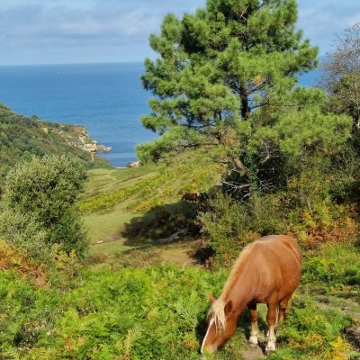 Cheval et littoral basque