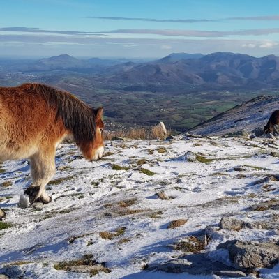 Pottock et neige au sommet de la Rhune