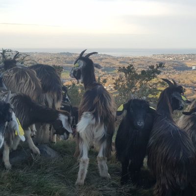 Troupeau de chèvre Pyrénéennes